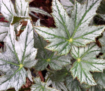 B. ‘Lady Galbraith’